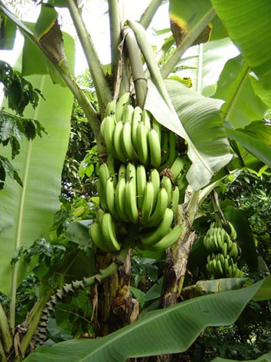Guadeloupe : la banane n’a pas le sourire
